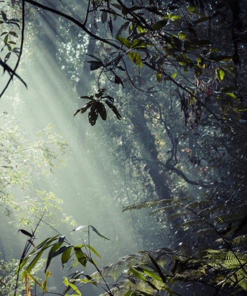 Sinharaja Rain Forest