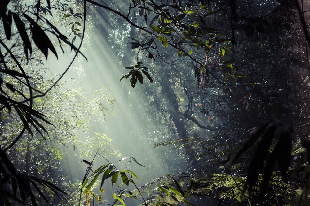 Sinharaja Rain Forest